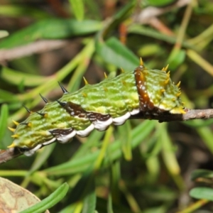 Papilio aegeus at Acton, ACT - 16 Apr 2019 01:35 PM