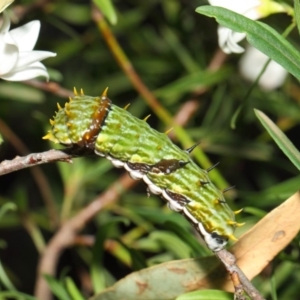 Papilio aegeus at Acton, ACT - 16 Apr 2019 01:35 PM