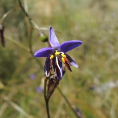 Dianella revoluta var. revoluta (Black-Anther Flax Lily) at Conder, ACT - 17 Nov 2016 by michaelb