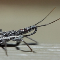 Piestolestes obscurus (Assassin bug) at ANBG - 17 Apr 2019 by TimL