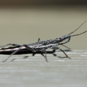 Piestolestes obscurus at Hackett, ACT - 17 Apr 2019 12:23 PM