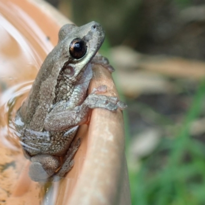 Litoria quiritatus (Screaming Tree Frog) at Narrawallee, NSW - 11 Mar 2019 by DonnaH