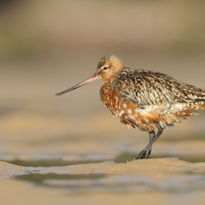 Limosa lapponica (Bar-tailed Godwit) at Merimbula, NSW - 12 Apr 2019 by Leo