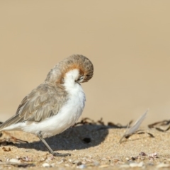Anarhynchus ruficapillus (Red-capped Plover) at Tathra, NSW - 11 Apr 2019 by Leo