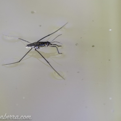 Tenagogerris euphrosyne (Water Strider) at Dunlop, ACT - 7 Apr 2019 by JonSteinbeck