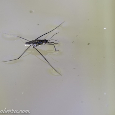 Tenagogerris euphrosyne (Water Strider) at The Pinnacle - 6 Apr 2019 by BIrdsinCanberra