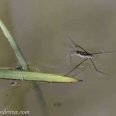 Tenagogerris euphrosyne at Dunlop, ACT - 7 Apr 2019 09:36 AM