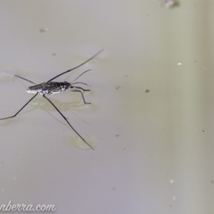 Tenagogerris euphrosyne at Dunlop, ACT - 7 Apr 2019 09:36 AM