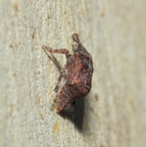 Cicadellidae (family) at Acton, ACT - 17 Apr 2019