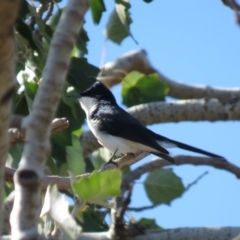 Myiagra inquieta at Mullion, NSW - 16 Apr 2019