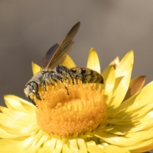 Radumeris tasmaniensis at Acton, ACT - 18 Apr 2019 11:04 AM