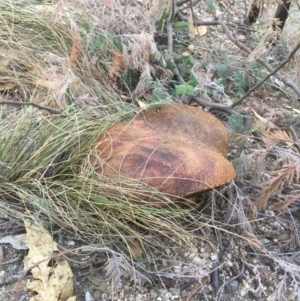 Phlebopus marginatus at Tuggeranong DC, ACT - 18 Apr 2019