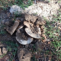 Agaricus sp. (Agaricus) at Isaacs Ridge - 17 Apr 2019 by Mike