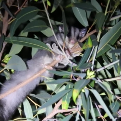 Petaurus notatus (Krefft’s Glider, Sugar Glider) at Hackett, ACT - 18 Apr 2019 by HelenCross