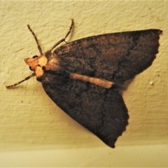 Fisera eribola (Orange-hooded Crest-moth) at Wanniassa, ACT - 18 Apr 2019 by JohnBundock