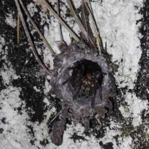 Arbanitis sp. (genus) at Acton, ACT - 18 Apr 2019