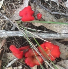 Hygrocybe sp. (Hygrocybe) at Bawley Point, NSW - 18 Apr 2019 by Marg