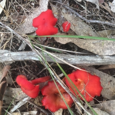 Hygrocybe sp. (Hygrocybe) at Bawley Point, NSW - 18 Apr 2019 by Marg