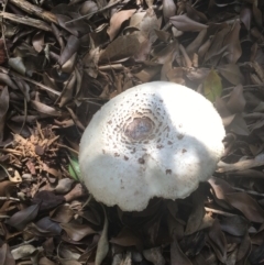 Chlorophyllum molybdites (Green-gilled Mushroom) at Bawley Point, NSW - 5 Apr 2019 by Marg