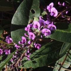 Hardenbergia violacea (False Sarsaparilla) at Conder, ACT - 3 Aug 2018 by MichaelBedingfield