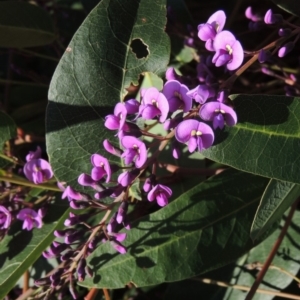 Hardenbergia violacea at Conder, ACT - 3 Aug 2018