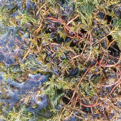 Myriophyllum verrucosum (Red Water-milfoil) at Paddys River, ACT - 18 Apr 2019 by JaneR