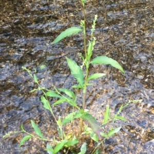 Persicaria hydropiper at Paddys River, ACT - 18 Apr 2019