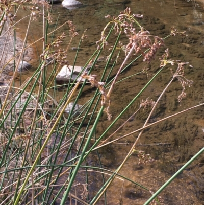 Schoenoplectus validus (River Club-rush) at Paddys River, ACT - 18 Apr 2019 by JaneR