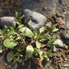 Veronica anagallis-aquatica (Blue Water Speedwell) at Paddys River, ACT - 18 Apr 2019 by JaneR