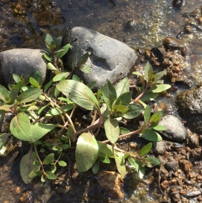 Veronica anagallis-aquatica (Blue Water Speedwell) at Paddys River, ACT - 18 Apr 2019 by JaneR