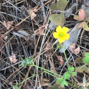 Oxalis sp. at Coree, ACT - 18 Apr 2019 03:00 PM