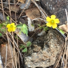 Oxalis sp. at Coree, ACT - 18 Apr 2019 03:00 PM