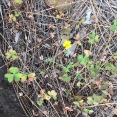 Oxalis sp. at Coree, ACT - 18 Apr 2019 03:00 PM