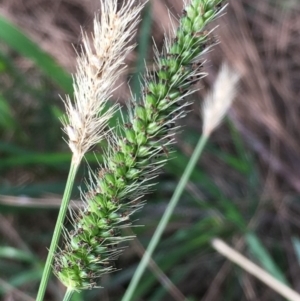 Setaria sp. at Coree, ACT - 18 Apr 2019 02:57 PM