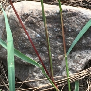 Setaria sp. at Coree, ACT - 18 Apr 2019 02:57 PM