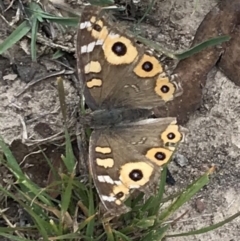 Junonia villida (Meadow Argus) at Bungendore, NSW - 19 Apr 2019 by yellowboxwoodland