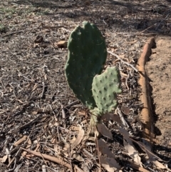 Opuntia sp. (Prickly Pear) at Crace, ACT - 19 Apr 2019 by gavinlongmuir
