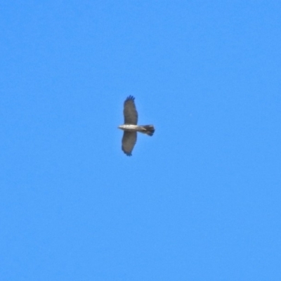 Accipiter fasciatus (Brown Goshawk) at Fyshwick, ACT - 18 Apr 2019 by RodDeb