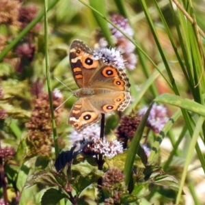 Junonia villida at Fyshwick, ACT - 18 Apr 2019 01:35 PM