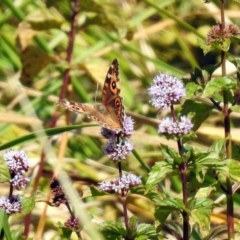 Junonia villida at Fyshwick, ACT - 18 Apr 2019 01:35 PM