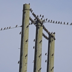 Sturnus vulgaris (Common Starling) at Fyshwick, ACT - 18 Apr 2019 by RodDeb