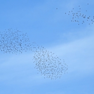 Sturnus vulgaris at Fyshwick, ACT - 18 Apr 2019