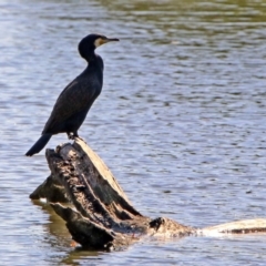 Phalacrocorax carbo (Great Cormorant) at Fyshwick, ACT - 18 Apr 2019 by RodDeb