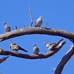 Ocyphaps lophotes (Crested Pigeon) at Jerrabomberra Wetlands - 18 Apr 2019 by RodDeb