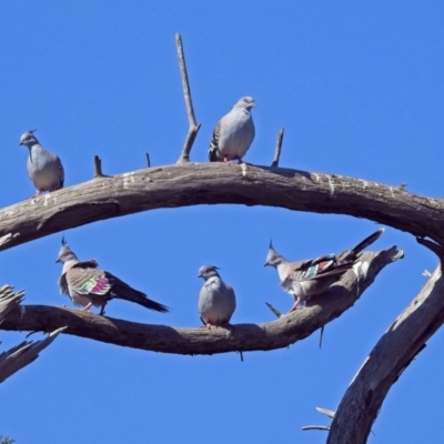 Ocyphaps lophotes (Crested Pigeon) at Jerrabomberra Wetlands - 18 Apr 2019 by RodDeb