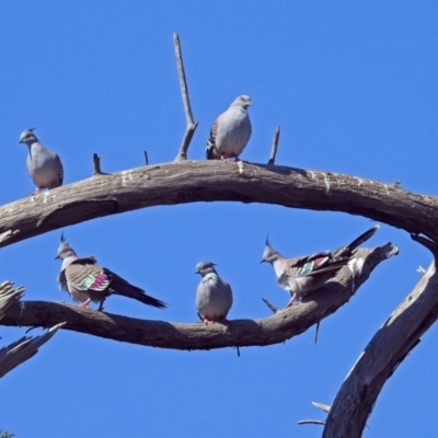 Ocyphaps lophotes (Crested Pigeon) at Fyshwick, ACT - 18 Apr 2019 by RodDeb