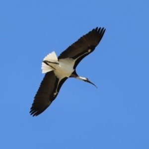 Threskiornis spinicollis at Fyshwick, ACT - 18 Apr 2019 11:09 AM