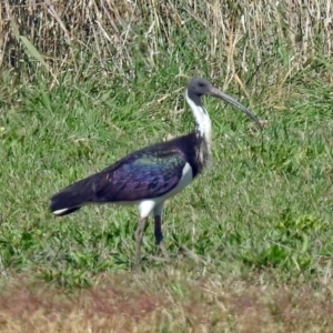 Threskiornis spinicollis at Fyshwick, ACT - 18 Apr 2019