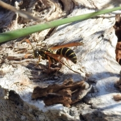 Polistes (Polistes) chinensis (Asian paper wasp) at Fyshwick, ACT - 18 Apr 2019 by RodDeb