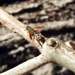 Polistes (Polistes) chinensis at Fyshwick, ACT - 18 Apr 2019 12:17 PM